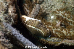 Fingerprint Cyphoma on the Big Coral Knoll off the beach ... by Michael Kovach 
